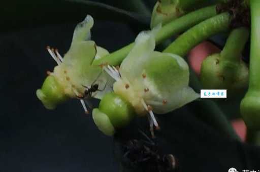 莽吉柿是什么植物藤黄科藤黄属的奇妙果实
