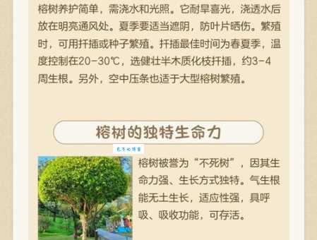 榕树的好处有哪些 桑科榕属植物的净化空气作用