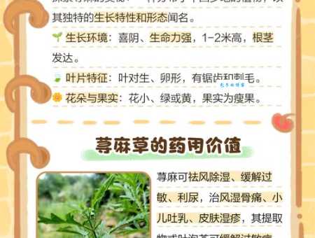 荨麻是什么植物 荨麻的形态特征和生长环境介绍