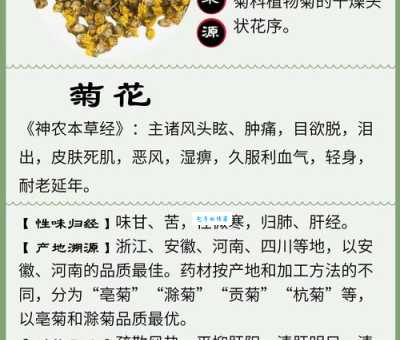 野菊的药用价值 菊属植物竟然能治病
