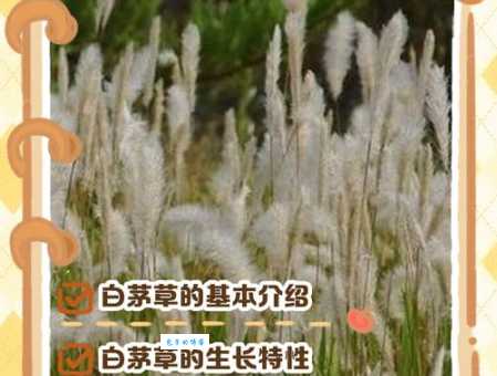 白茅的繁殖方法 禾本科白茅如何种植和养护