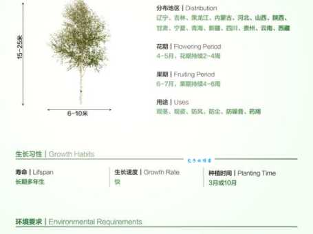 白桦树适合种在哪里 桦木科植物种植要点分享