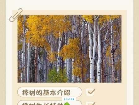 白桦树适合种在哪里 桦木科植物种植要点分享
