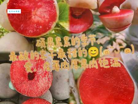 樱桃的种植方法 蔷薇科李属植物栽培指南