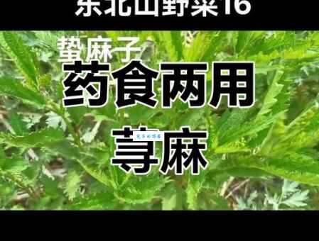 荨麻的副作用 使用荨麻需要注意什么