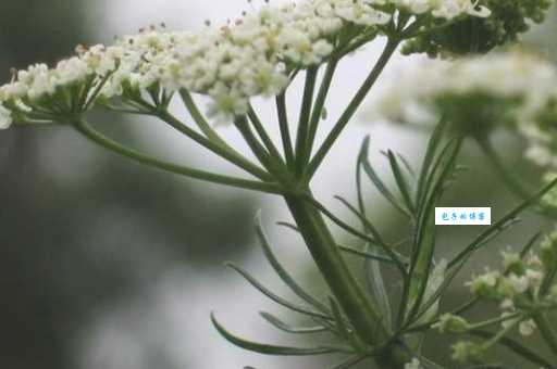 孜然芹是什么植物 伞形科孜然芹属植物介绍