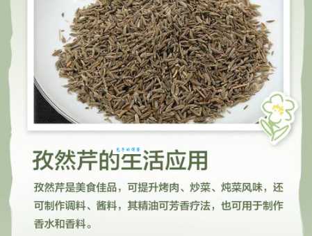 孜然芹是什么植物 伞形科孜然芹属植物介绍