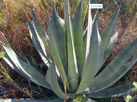 龙舌兰怎么养 天门冬科植物养护小窍门