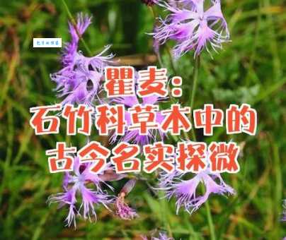 瞿麦是什么植物石竹科石竹属的瞿麦介绍