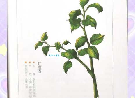 广藿香的药用价值唇形科刺蕊草属植物研究