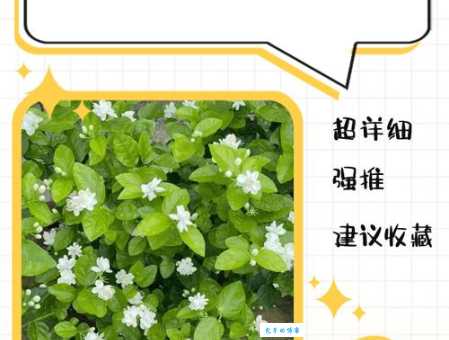 叶子花怎么繁殖 紫茉莉科植物扦插与播种指南