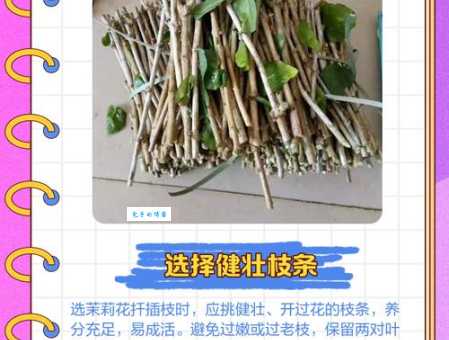 叶子花怎么繁殖 紫茉莉科植物扦插与播种指南