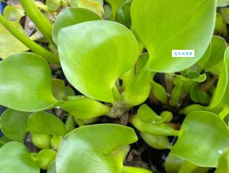 眼子菜的食用方法 眼子菜属植物能做哪些美食
