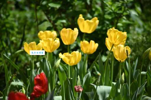 郁金香花期多久 百合科花卉观赏时间解析