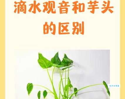 香芋和芋头区别 天南星目植物辨识指南