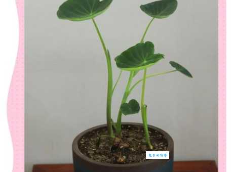 香芋和芋头区别 天南星目植物辨识指南