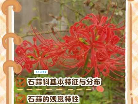 石蒜的种植方法 轻松养好石蒜科石蒜属植物