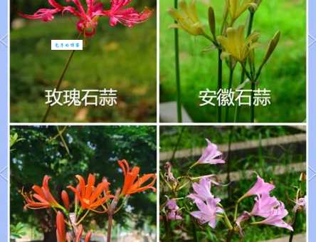 石蒜的种植方法 轻松养好石蒜科石蒜属植物