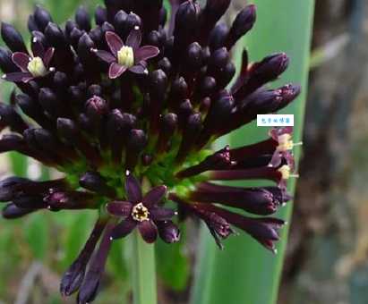 石蒜的花期与特点 了解石蒜科植物的生长习性