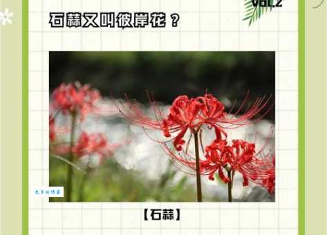 石蒜的花期与特点 了解石蒜科植物的生长习性