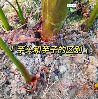茵芋和普通芋头的区别 芸香科植物特点