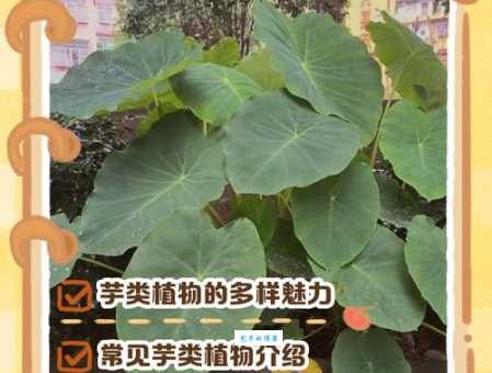 茵芋和普通芋头的区别 芸香科植物特点