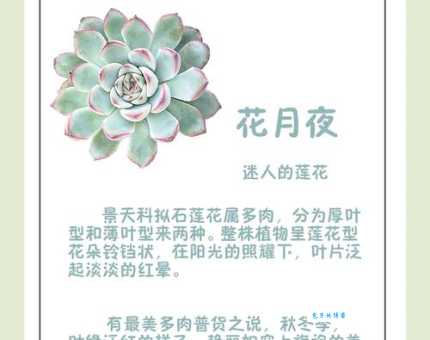 如何种植月光花 旋花科月光花属植物养护技巧