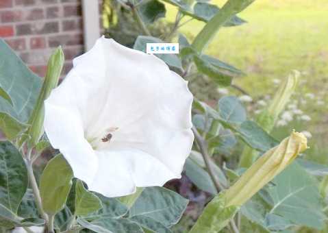 如何种植月光花 旋花科月光花属植物养护技巧