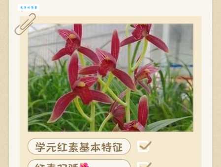 建兰的品种有哪些 常见建兰种类及特点介绍