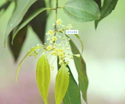 香叶在家常菜中的妙用 樟科月桂属植物美食必备