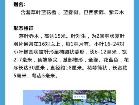 蓝花楹适合哪里种 紫葳科蓝花楹生长环境要求