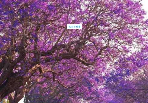 蓝花楹适合哪里种 紫葳科蓝花楹生长环境要求