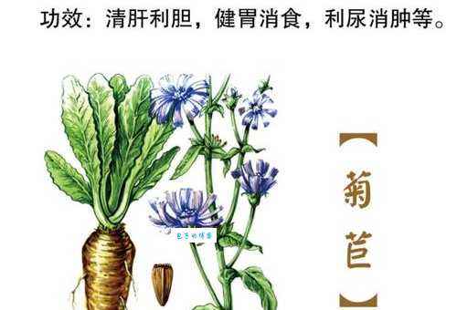 菊苣是什么植物 菊科菊苣属植物的功效与作用