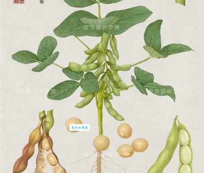 大豆的品种有哪些 豆科大豆属植物常见种类介绍