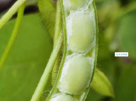 大豆的品种有哪些 豆科大豆属植物常见种类介绍