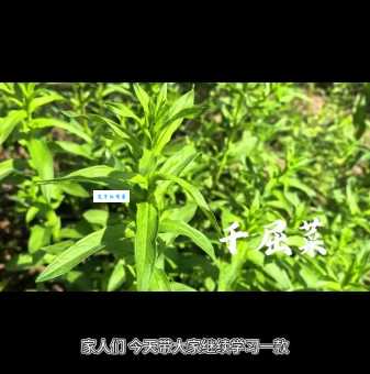 千屈菜科植物的药用价值和食用方法