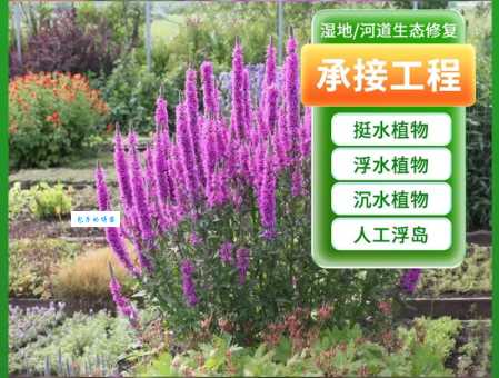 千屈菜科植物的药用价值和食用方法
