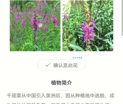 千屈菜科植物的生长习性和养护方法