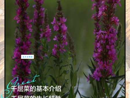千屈菜科植物的生长习性和养护方法