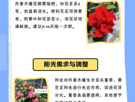 木槿花怎么养 木槿的种植方法和注意事项