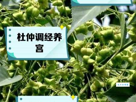杜仲和什么搭配效果好 杜仲科植物的最佳组合