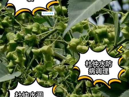 杜仲和什么搭配效果好 杜仲科植物的最佳组合