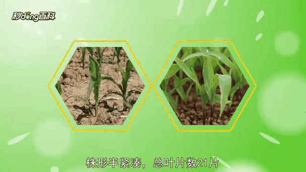 玉蜀黍病虫害防治 禾本科植物常见问题解决方案