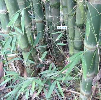 牡竹的种植方法禾本科植物养护技巧分享