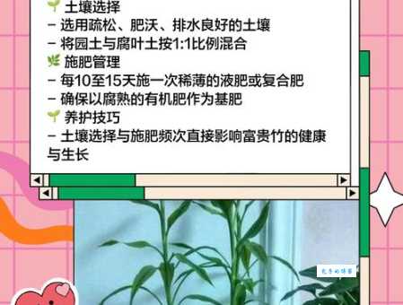 牡竹的种植方法禾本科植物养护技巧分享