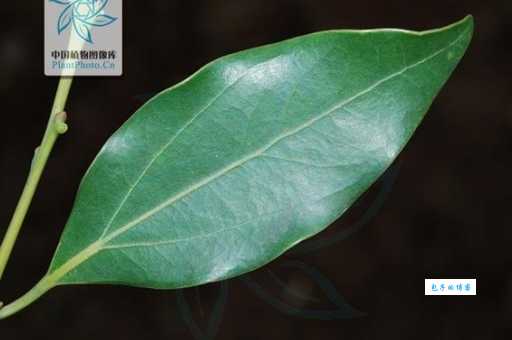 天竺桂的叶子特点 樟科樟属植物形态特征