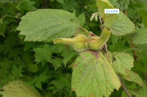 榛属植物有哪些种类山毛榉目桦木科大全