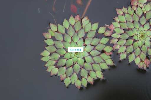 细果野菱是什么植物菱属千屈菜科特点介绍