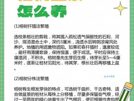 榕树的生长习性 桑科榕属植物适合家里养吗