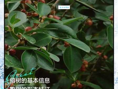 榕树的生长习性 了解桑科榕属植物的栽培技巧